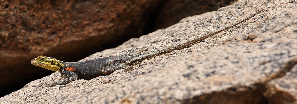 J17_0067 Namib Rock Agama, female.jpg